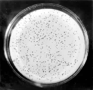 图1　大肠杆菌λ噬菌体的噬斑