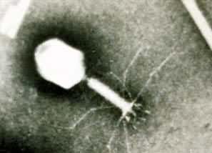 T4噬菌体