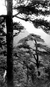 花坪自然保护区中的银杉