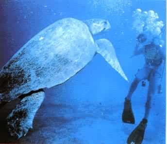 海洋爬行动物海龟