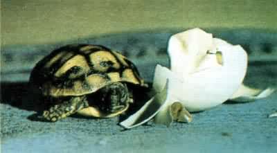 卵生发育成的小海龟，正在破壳而出