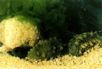 中国北部沿海的刺参，属棘皮动物海参类