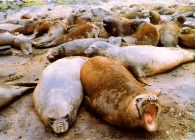 象海豹，在岸上休息和生殖
