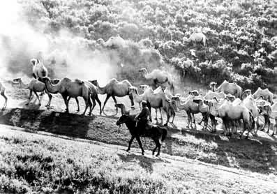 新疆塔城地区放牧的骆驼群