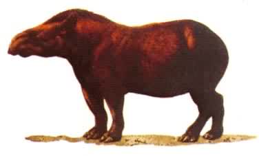 新热带界动物巴西貘，分布于南美洲