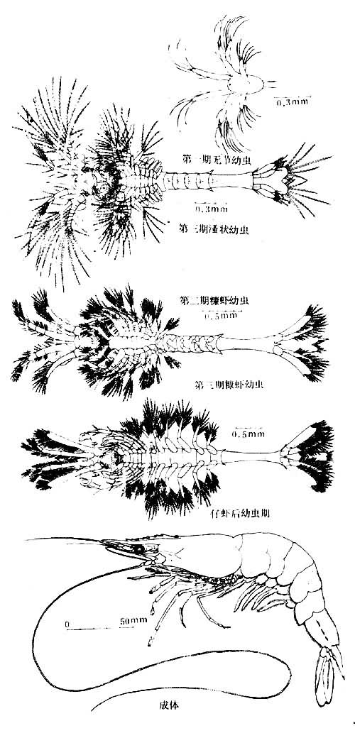 图1　对虾的变态