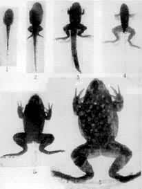 图4　牛蛙的变态　1 蝌蚪 2 有后肢的蝌蚪 3 有前肢和后肢的蝌蚪 4 尾部退化的蝌蚪 5 未成熟的蝌蚪 6 成熟蛙