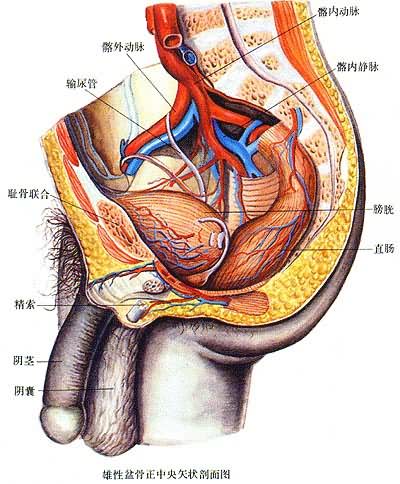 人的生殖系统——雄性盆骨正中央矢状剖面图