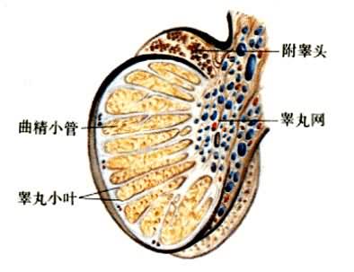 人的生殖系统——睾丸剖面图