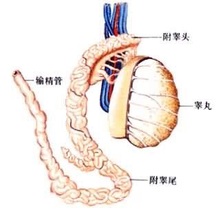 人的生殖系统——睾丸结构图