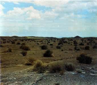 新疆温带荒漠