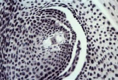 小麦大孢子的发育——4核胚囊