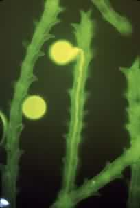 小麦大孢子的发育——花粉管萌发