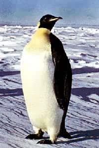 南极界动物皇企鹅，产于南极洲