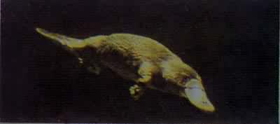 大洋洲界动物鸭嘴兽，产于澳大利亚等地
