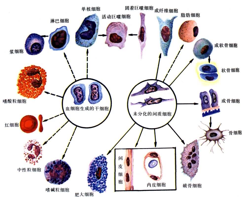 各种类型的血细胞(虚线指示中间类型的细胞)