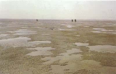 长江口处淤泥质海滩（落潮时）
