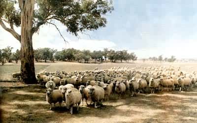 澳大利亚东南部草原上的羊群