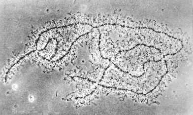 图1 两栖类卵母细胞中的一个灯刷染色体