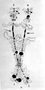 图3 冠螈ⅩⅡ灯刷染色体的一部分示着丝粒(箭头)及其前后的轴棒