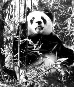 中国珍稀动物——大熊猫