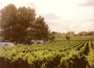 法国波尔多市郊的葡萄园