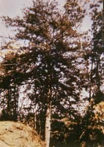 中国特有的残遗树种银杉，产于桂、川、湘、黔