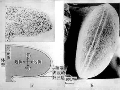 图1　早期鸡胚肢芽的形态　a 3.5 天鸡胚翼芽组织学切片的照片  b 4 天鸡胚腿芽的扫描电镜照片