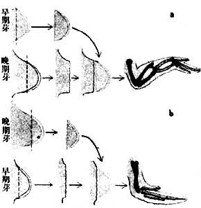 图4　不同发育时间翼芽的嫁接实验　a 早期芽的顶端接在晚期芽的基部上，结果晚期芽的基部发育成上臂和前臂，早期芽的顶端发育成上臂、前臂和腕掌指等各部分，造成近侧远侧轴上结构的重复 b 晚期芽的顶端接在早期芽的基部上，结果前臂缺失
