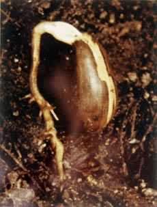 欧洲白栎的种子萌发——坚果生出的胚根及侧根