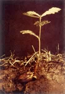 欧洲白栎的种子萌发——一株具完整根系、主干和若干叶片的幼苗