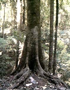 广东鼎湖山热带季风常绿阔叶林（中国）