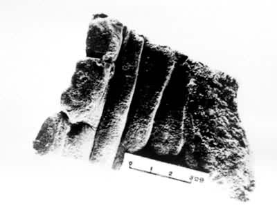 四川西部宝兴巴颜喀拉山三叠系沉积中的复理石印模