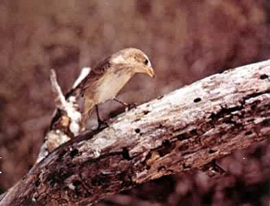 达尔文地雀——啄木雀