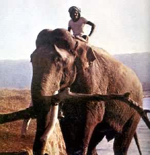 东洋界动物亚洲象，产于印度等地