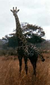 热带界动物长颈鹿产于非洲