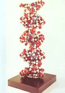 脱氧核糖核酸(DNA)分子结构模型