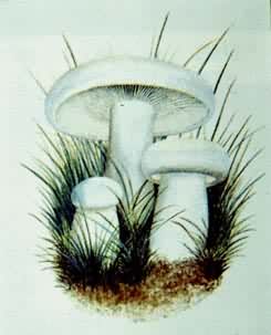 食用和药用蘑菇——口蘑