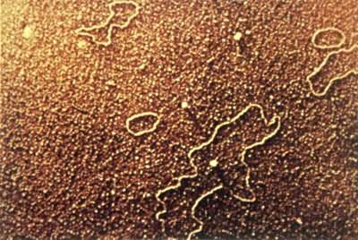 大肠杆菌质粒DNA