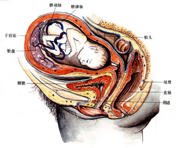 人的生殖系统——雌性骨盆正中矢状剖面图