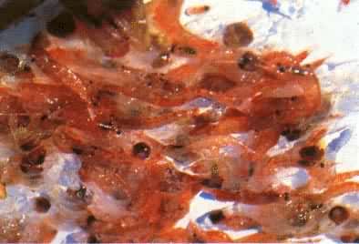 南大洋的磷虾，属节肢动物甲壳类