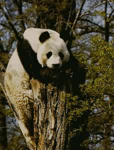 古北界动物熊猫，产于中国川西、川北、甘南、陕南
