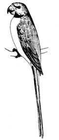 绯胸鹦鹉外形