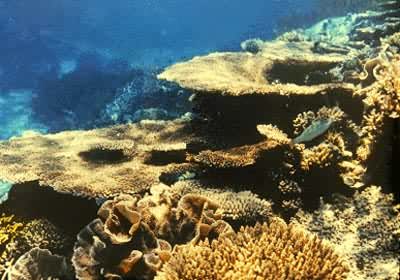 杯状珊瑚群