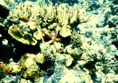 南沙群岛海域中生活在礁坪上的指状海星