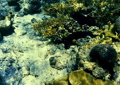 南沙群岛海域中生活在礁砰上的黑狗参