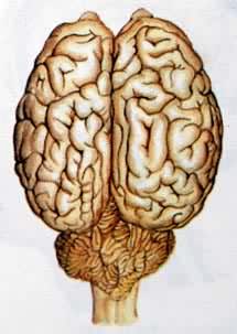 神经系统的进化——哺乳类的脑