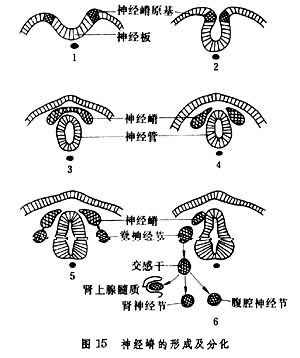 图15