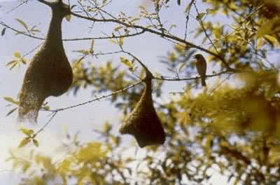 黄胸织布鸟