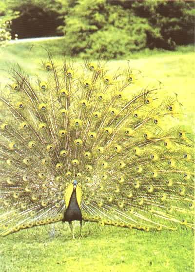 一只雄孔雀正炫耀它美丽的尾羽